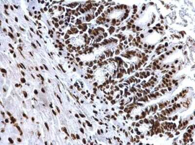 Immunohistochemistry-Paraffin: Histone H4 [ac Lys8] Antibody [NBP2-42863]